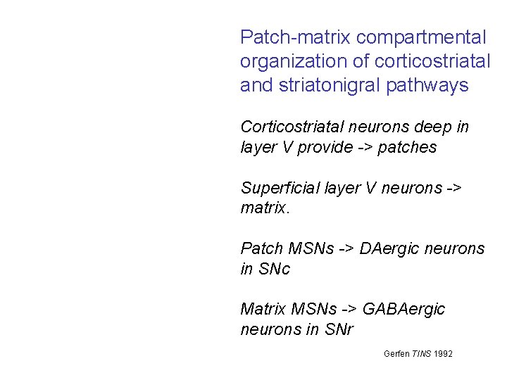 Patch-matrix compartmental organization of corticostriatal and striatonigral pathways Corticostriatal neurons deep in layer V