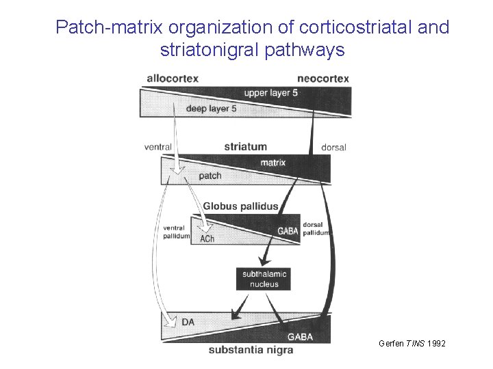 Patch-matrix organization of corticostriatal and striatonigral pathways Gerfen TINS 1992 