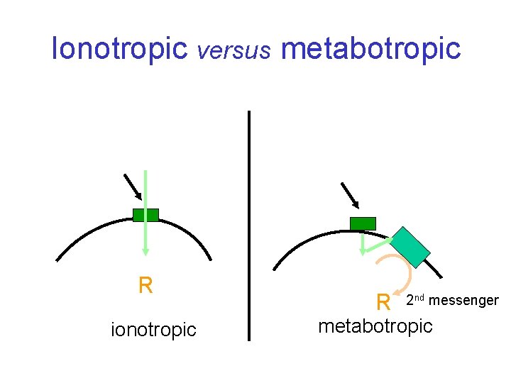 Ionotropic versus metabotropic R ionotropic R 2 nd messenger metabotropic 