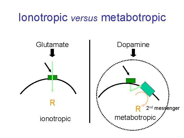 Ionotropic versus metabotropic Glutamate R ionotropic Dopamine R 2 nd messenger metabotropic 