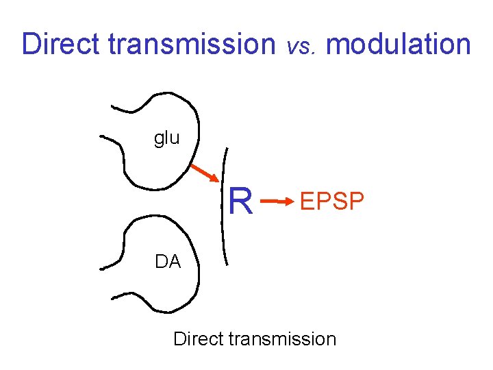 Direct transmission vs. modulation glu R EPSP DA Direct transmission 