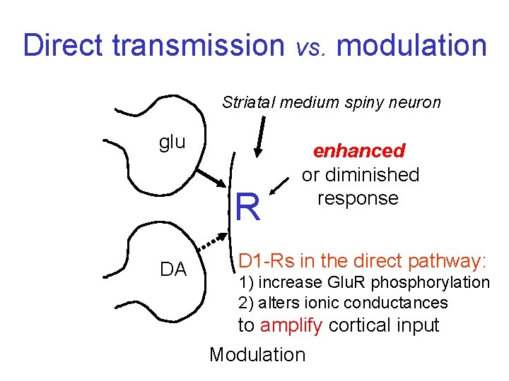 Direct transmission vs. modulation Striatal medium spiny neuron glu R DA enhanced or diminished