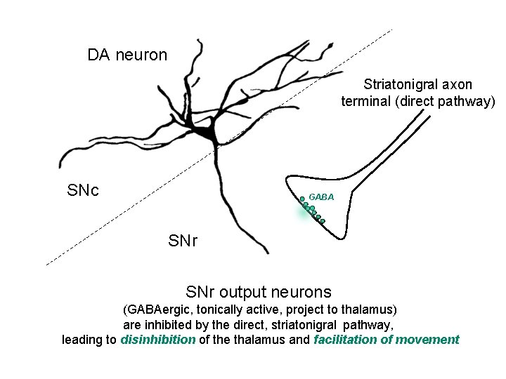 DA neuron Striatonigral axon terminal (direct pathway) SNc GABA SNr output neurons (GABAergic, tonically