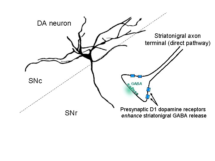 DA neuron Striatonigral axon terminal (direct pathway) SNc GABA SNr Presynaptic D 1 dopamine