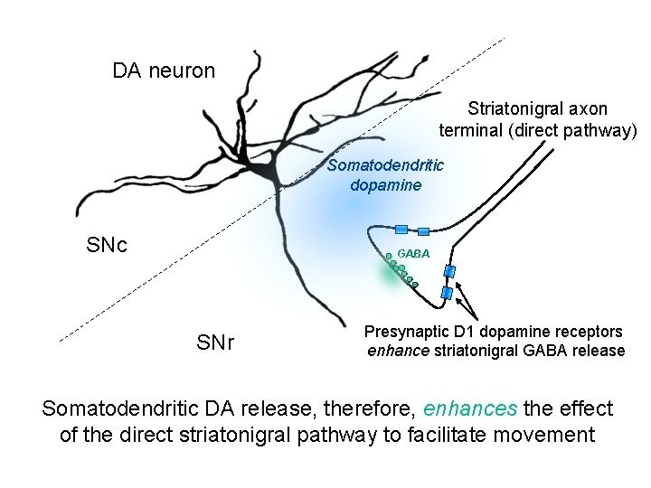 DA neuron Striatonigral axon terminal (direct pathway) Somatodendritic dopamine SNc GABA SNr Presynaptic D