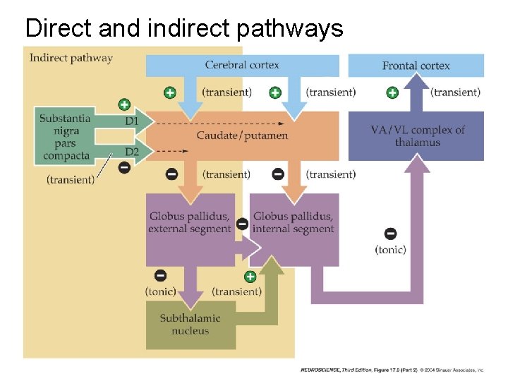 Direct and indirect pathways 