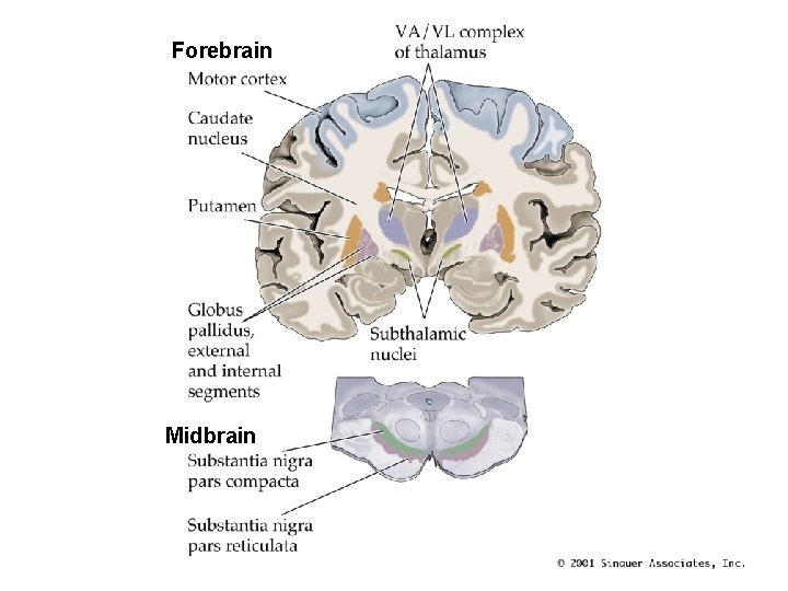 Forebrain Midbrain 