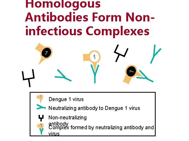 Homologous Antibodies Form Noninfectious Complexes 1 1 Dengue 1 virus Neutralizing antibody to Dengue