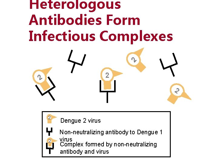 2 Heterologous Antibodies Form Infectious Complexes 2 2 2 Dengue 2 virus Non-neutralizing antibody