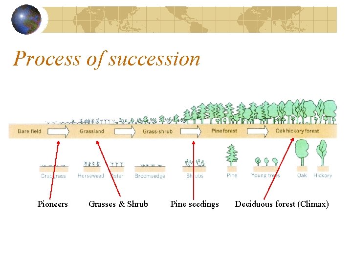 Process of succession Pioneers Grasses & Shrub Pine seedings Deciduous forest (Climax) Process of succession Pioneers Grasses & Shrub Pine seedings Deciduous forest (Climax)