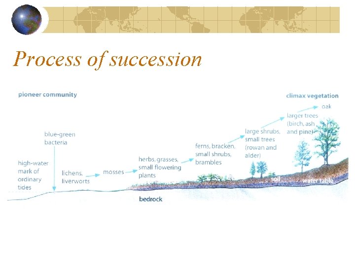 Process of succession Process of succession