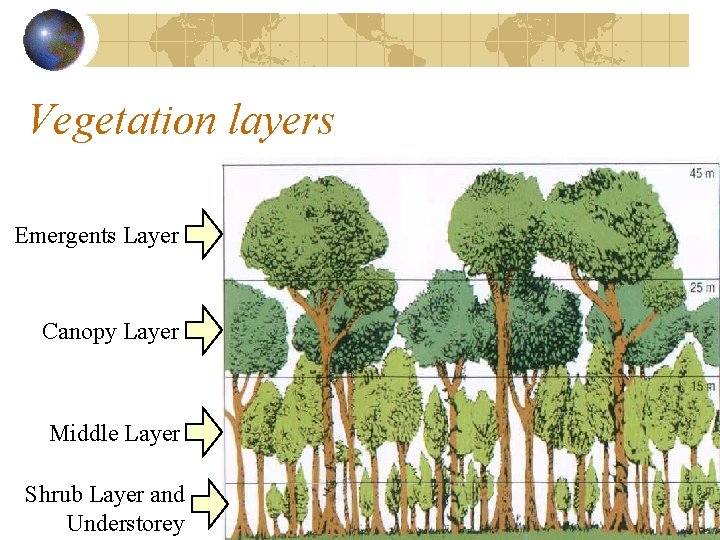 Vegetation layers Emergents Layer Canopy Layer Middle Layer Shrub Layer and Understorey Vegetation layers Emergents Layer Canopy Layer Middle Layer Shrub Layer and Understorey