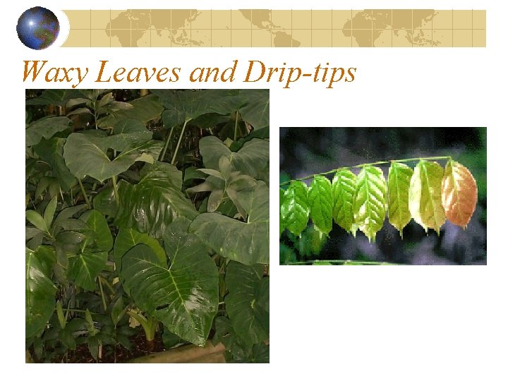 Waxy Leaves and Drip-tips Waxy Leaves and Drip-tips