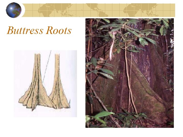 Buttress Roots Buttress Roots