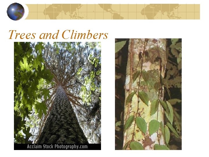 Trees and Climbers Trees and Climbers
