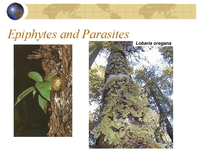Epiphytes and Parasites Epiphytes and Parasites