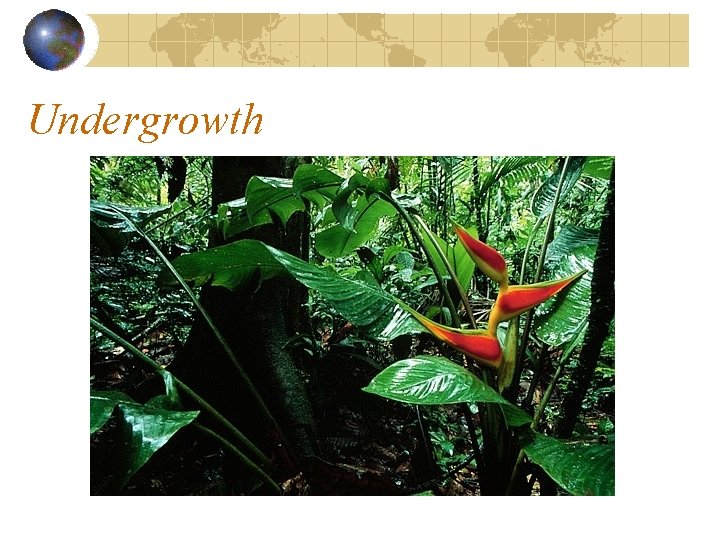 Undergrowth Undergrowth