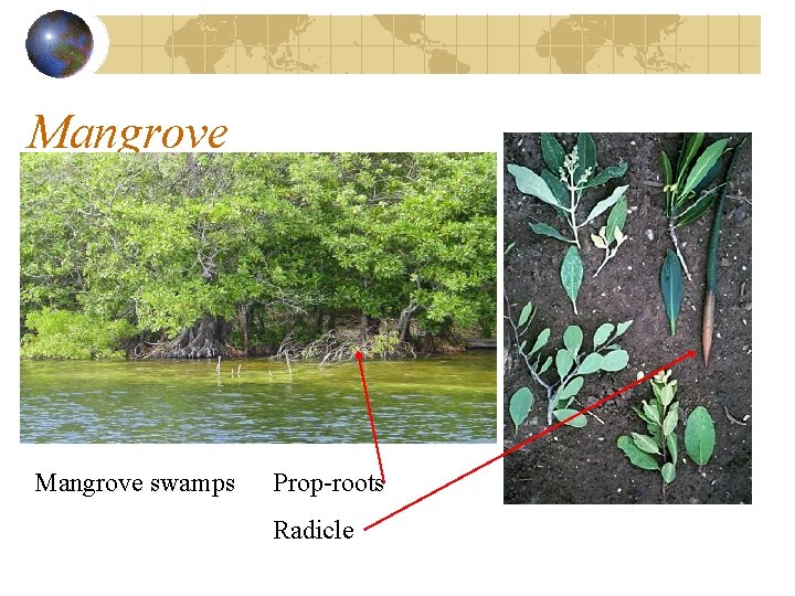Mangrove swamps Prop-roots Radicle Mangrove swamps Prop-roots Radicle