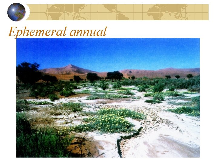 Ephemeral annual Ephemeral annual