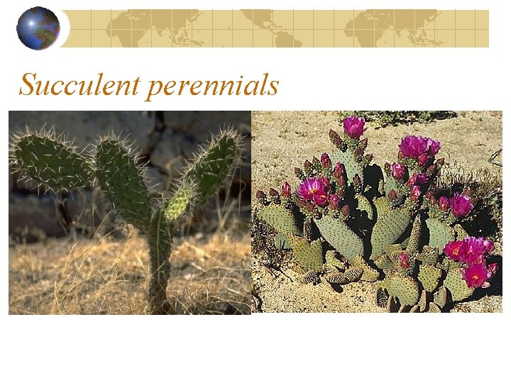 Succulent perennials Succulent perennials