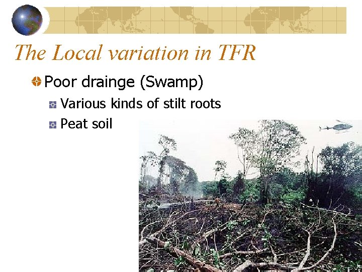 The Local variation in TFR Poor drainge (Swamp) Various kinds of stilt roots Peat The Local variation in TFR Poor drainge (Swamp) Various kinds of stilt roots Peat