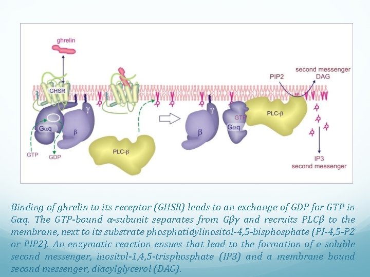 Binding of ghrelin to its receptor (GHSR) leads to an exchange of GDP for