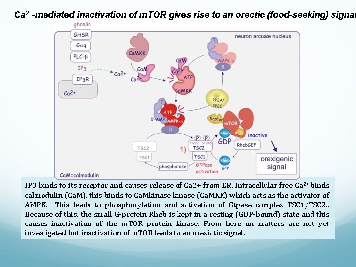 Ca 2+-mediated inactivation of m. TOR gives rise to an orectic (food-seeking) signal IP