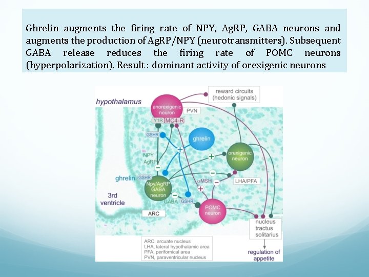 Ghrelin augments the firing rate of NPY, Ag. RP, GABA neurons and augments the