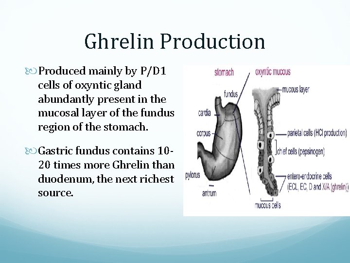 Ghrelin Production Produced mainly by P/D 1 cells of oxyntic gland abundantly present in