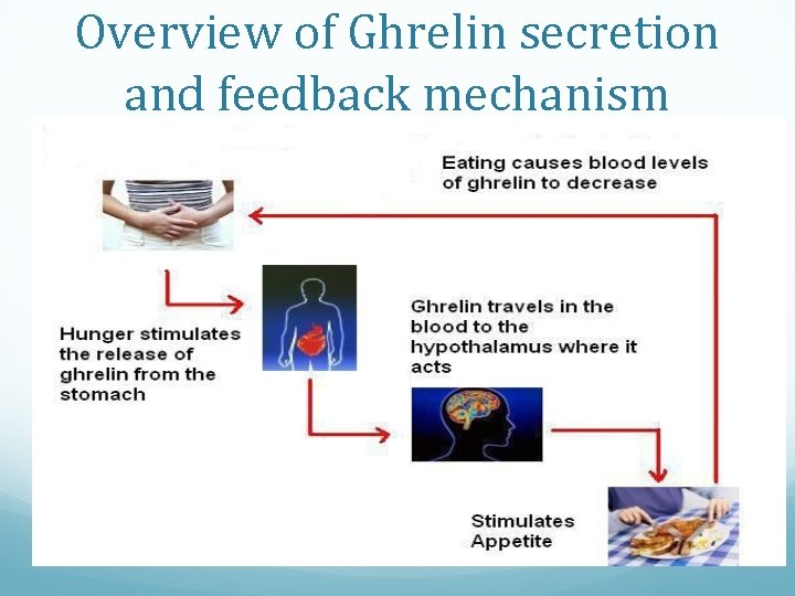 Overview of Ghrelin secretion and feedback mechanism 