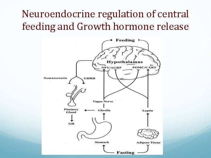 Neuroendocrine regulation of central feeding and Growth hormone release 