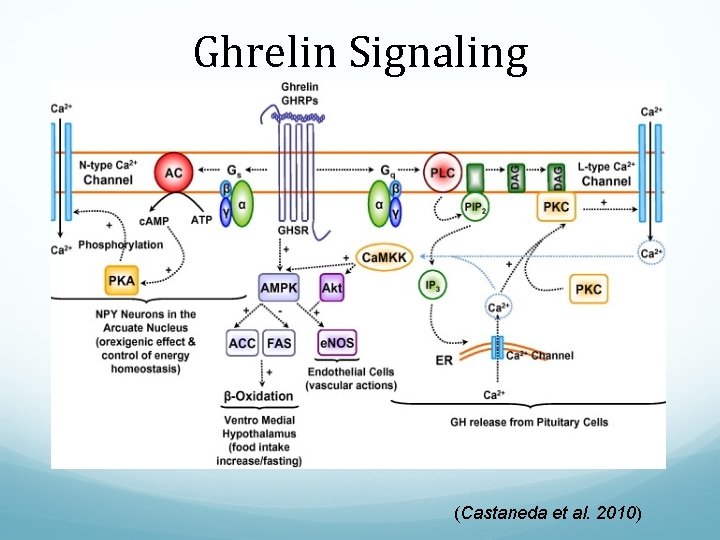 Ghrelin Signaling (Castaneda et al. 2010) 