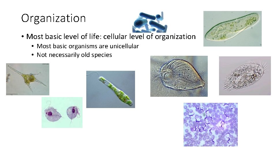 Organization • Most basic level of life: cellular level of organization • Most basic