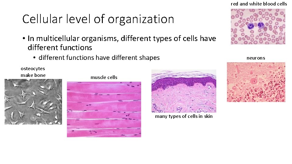 red and white blood cells Cellular level of organization • In multicellular organisms, different