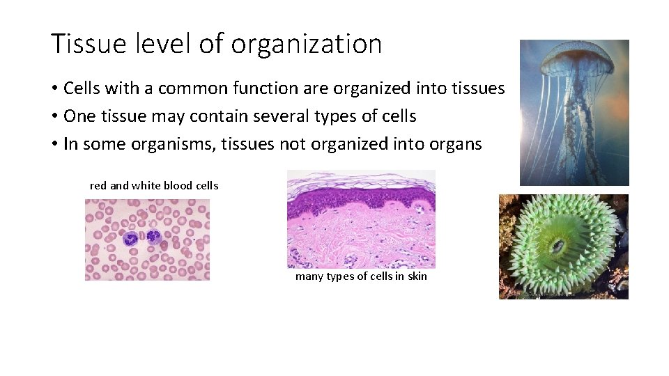 Tissue level of organization • Cells with a common function are organized into tissues