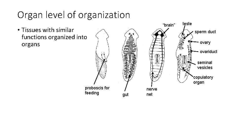 Organ level of organization “brain” • Tissues with similar functions organized into organs teste