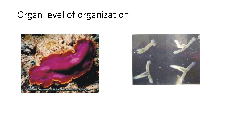 Organ level of organization 