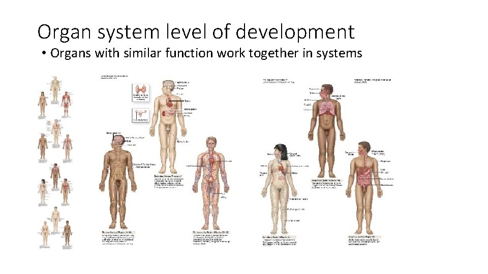 Organ system level of development • Organs with similar function work together in systems