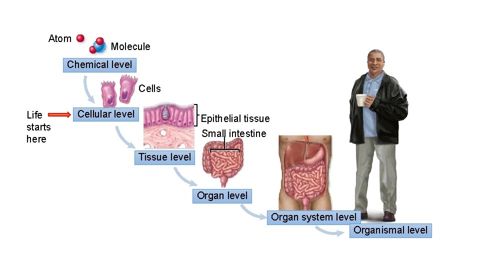 Atom Molecule Chemical level Cells Life starts here Cellular level Epithelial tissue Small intestine