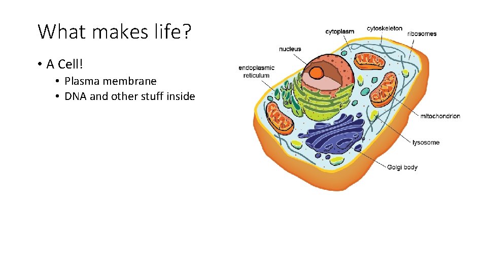 What makes life? • A Cell! • Plasma membrane • DNA and other stuff