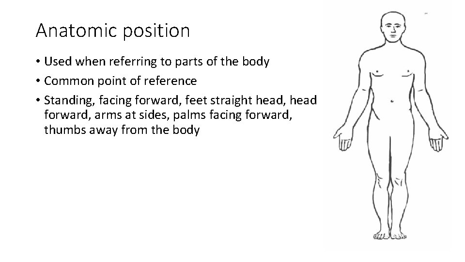Anatomic position • Used when referring to parts of the body • Common point