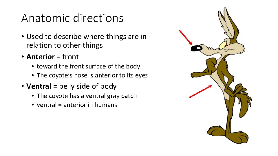 Anatomic directions • Used to describe where things are in relation to other things