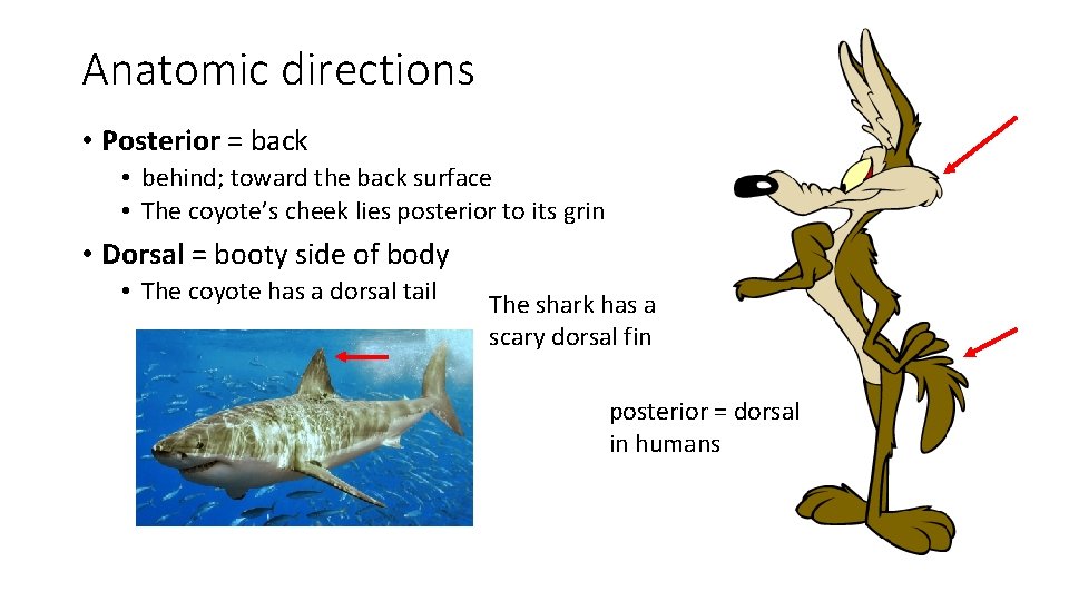 Anatomic directions • Posterior = back • behind; toward the back surface • The