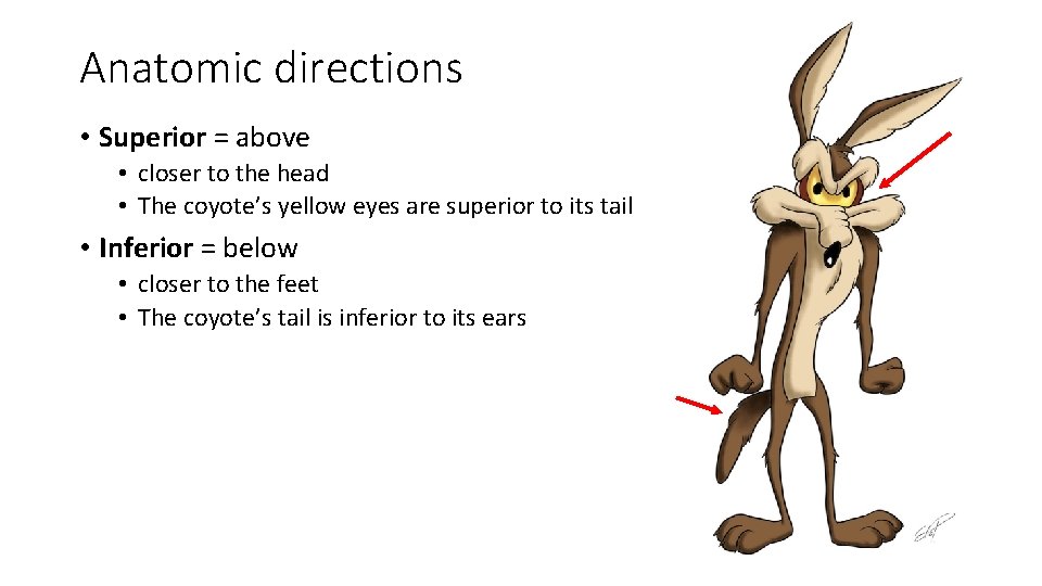 Anatomic directions • Superior = above • closer to the head • The coyote’s