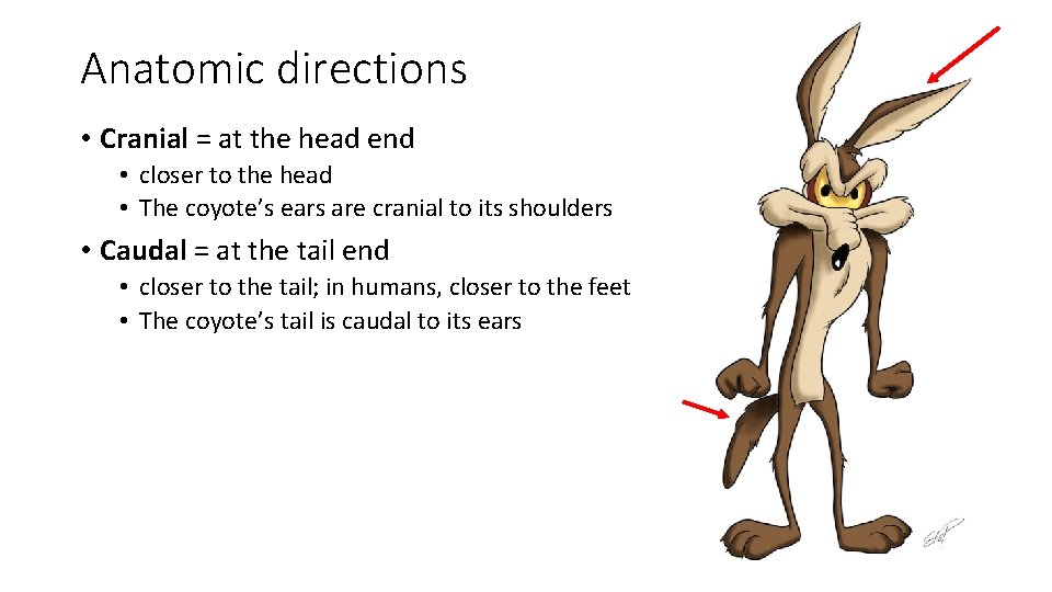 Anatomic directions • Cranial = at the head end • closer to the head