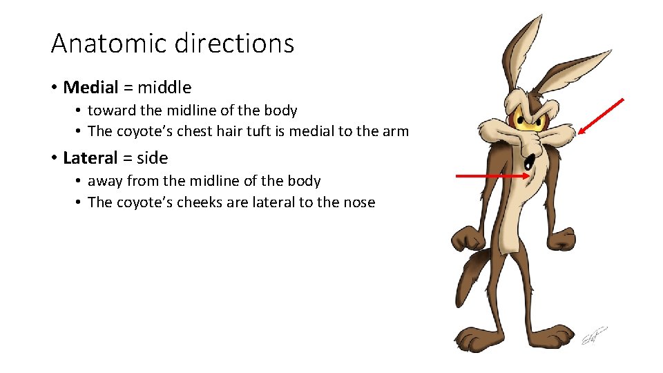 Anatomic directions • Medial = middle • toward the midline of the body •