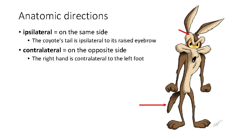 Anatomic directions • ipsilateral = on the same side • The coyote’s tail is