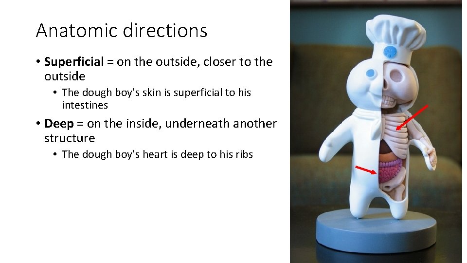 Anatomic directions • Superficial = on the outside, closer to the outside • The