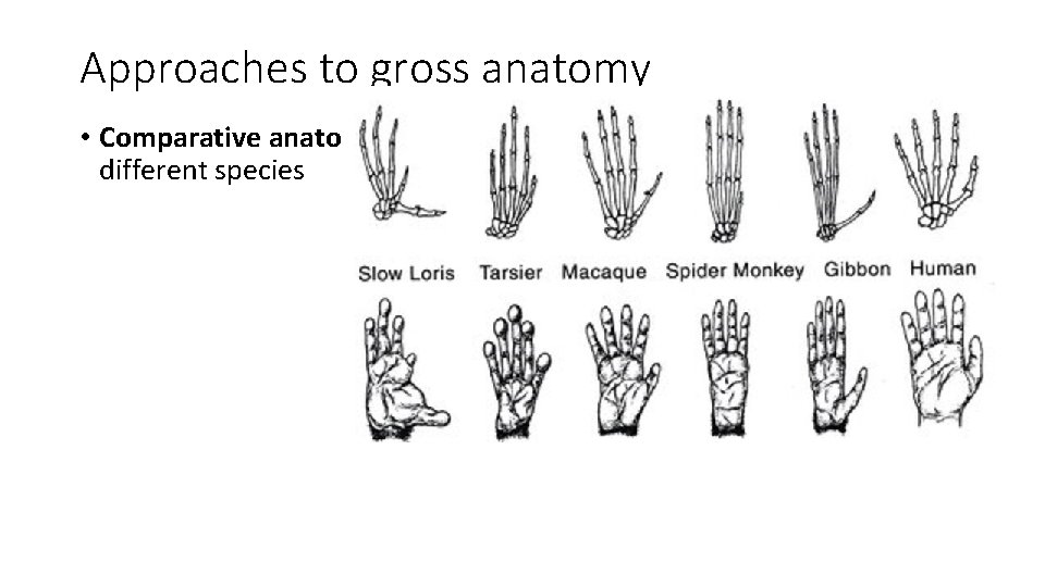 Approaches to gross anatomy • Comparative anatomy examines similarities and differences of different species