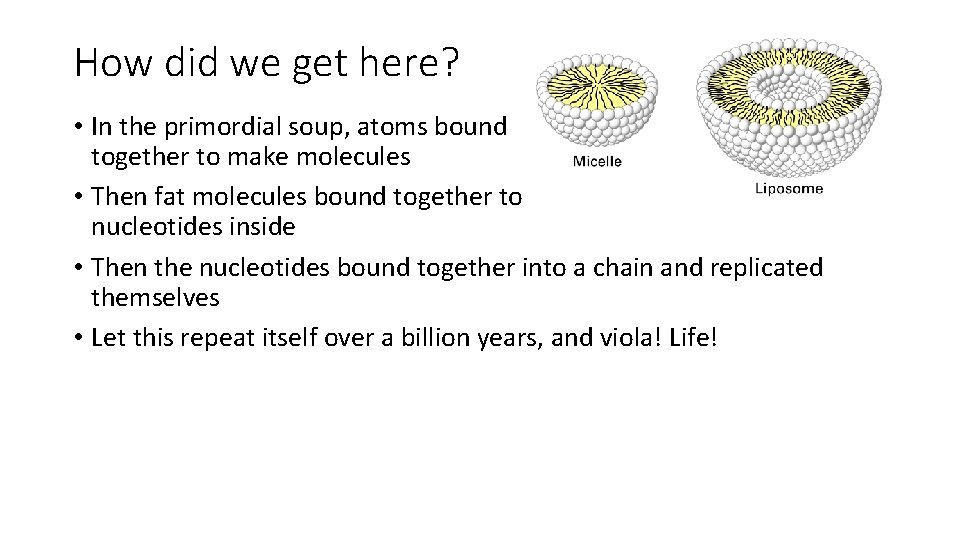 How did we get here? • In the primordial soup, atoms bound together to